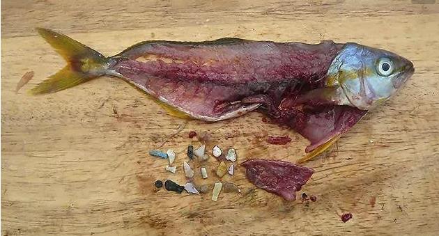 震驚！首次確認：人體已被微塑料污染！